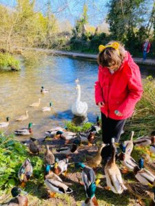 Feeding ducks on the River Arle